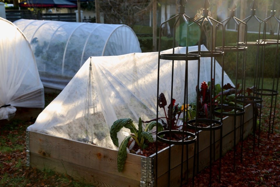 Fleece row cover protects collard greens, leaving hardy Swiss chard to its own.