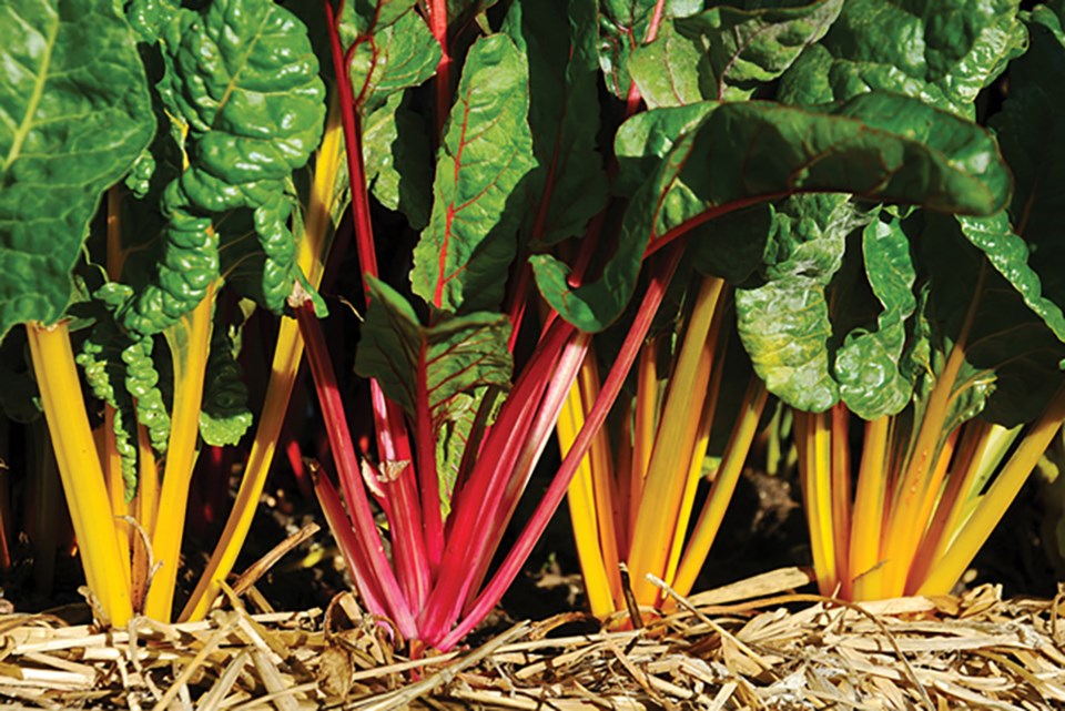 788269-queen-mary-community-garden-beet-greens
