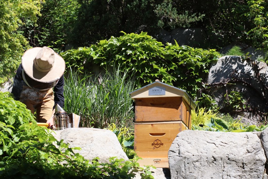 A beekeeper tends to Amica West Vancouver's new beehive, which was installed at the long-term care home and seniors residence at the end of May 2021.