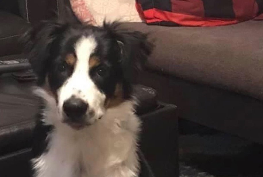 Ammo missing dog