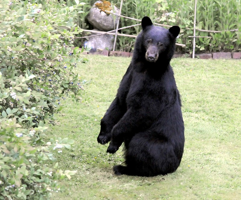 Black Bear eating blueberries Mike