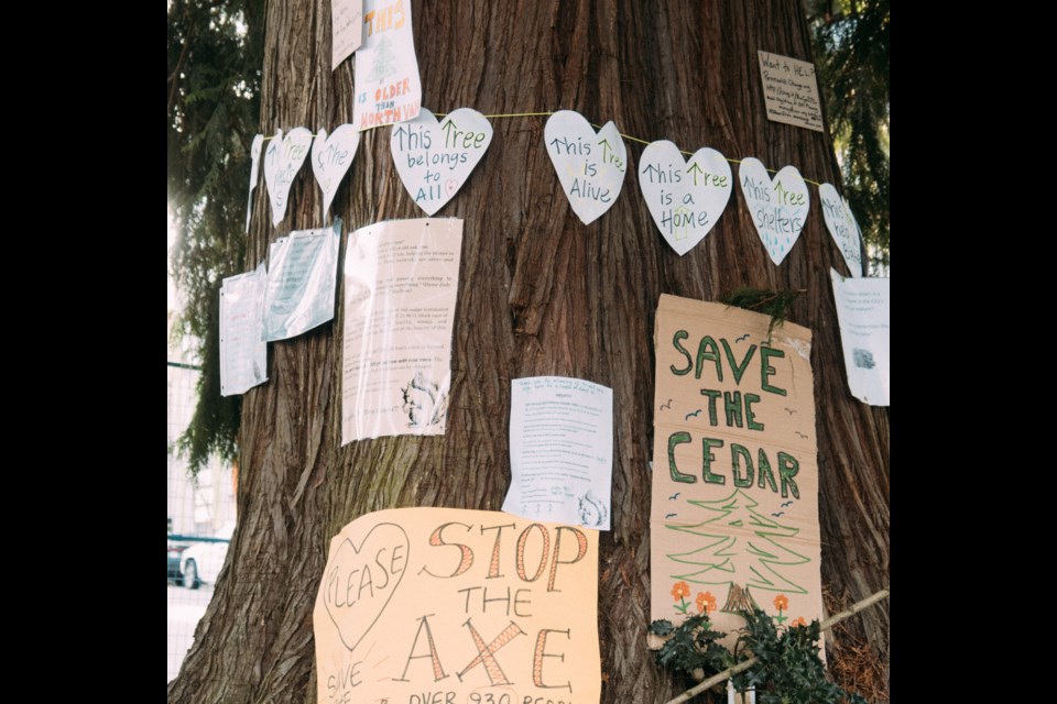 City of North Vancouver residents are trying to save a cedar tree on 21st Street destined to be cut down for development. 