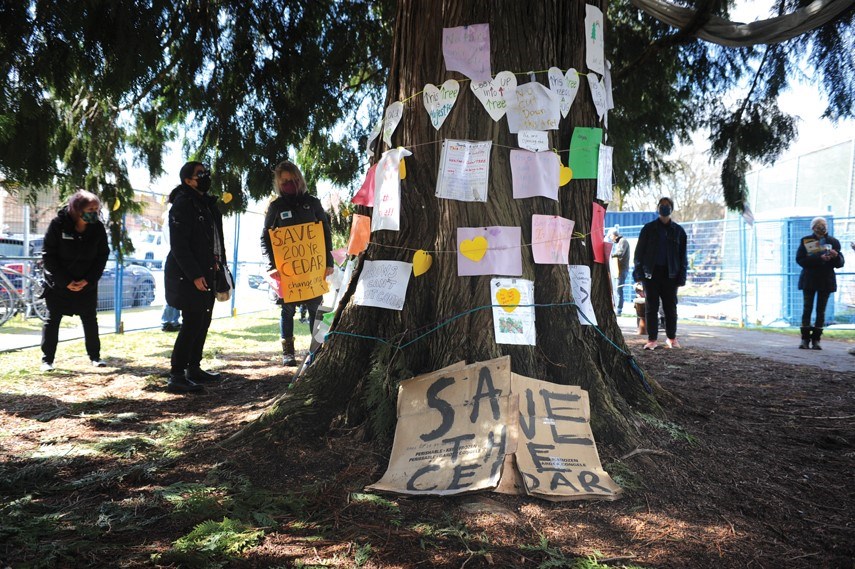 Cedar tree protest 01