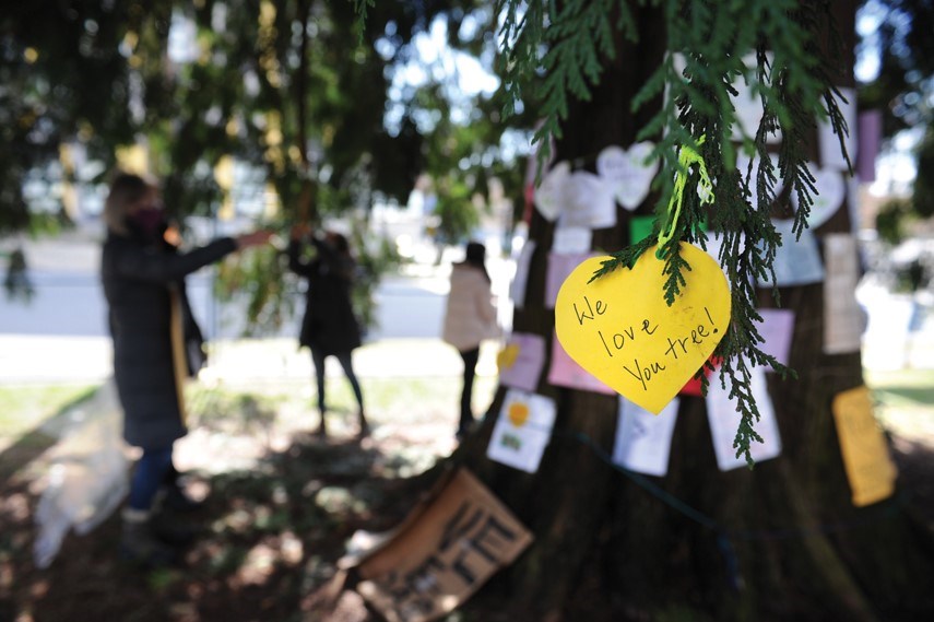 North Vancouver developer Darwin Properties has completely redesigned part of a city project to preserve one much-loved cedar tree. 