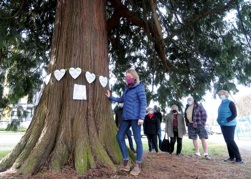 Cedar Tree to come down 21st and Eastern 