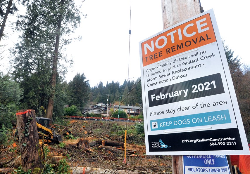 Deep Cove Trees cut down 2