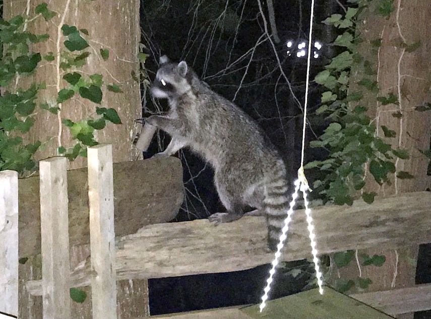 Raccoon caught in trap in West Vancouver, renewing calls for change to .  regulations - North Shore News