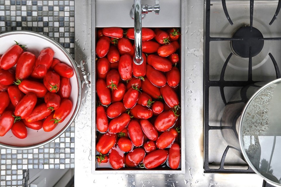 Voluptuous San Marzano tomatoes in a bath before peeling and canning.