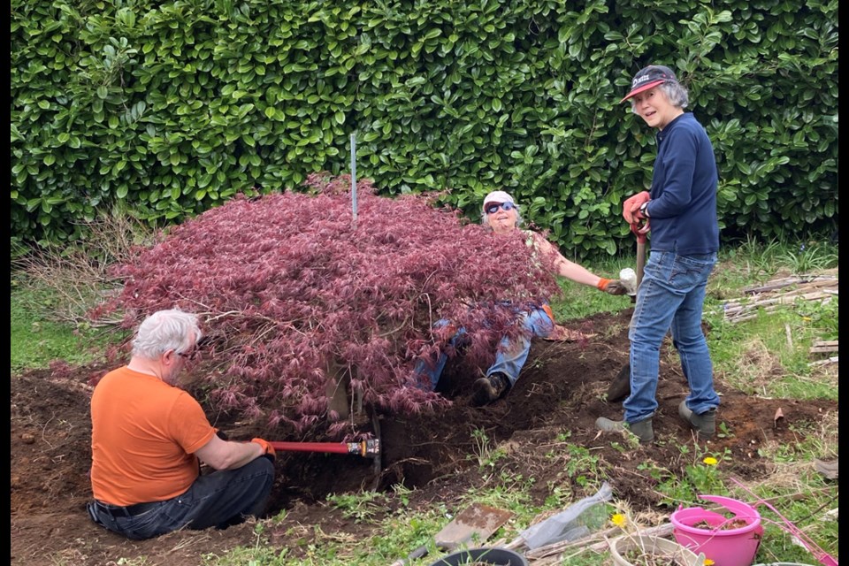 Local gardeners Rob and Sue Callaghan, and Kathy Stubbs dig out a cutleaf Japanese maple on a site slated for development.
