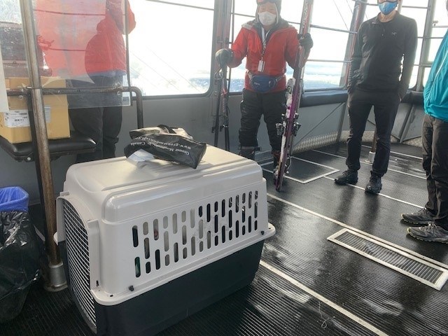 Luna the dog got a special Skyride down Grouse to be reunited with her owners.