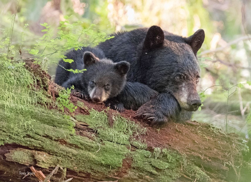 Mother bear alliance (photo Tony Joyce)
