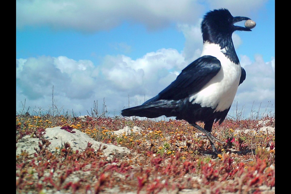 A pied crow holds an egg in its beak at the Berg River estuary in South Africa. A study using non-lethal predator control showed how crows' predatory behaviour can be mitigated.