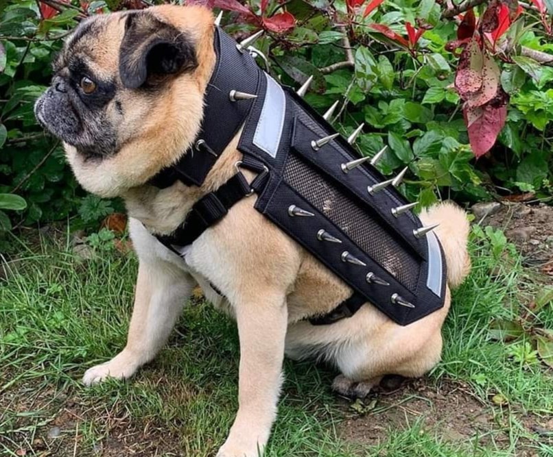 Spike dog (@predatorbwear via Instagram)