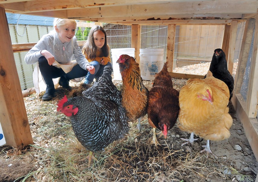 Waldorf School students Astrid Liston and Zoe Reicher enjoy looking after the school's new resident chickens.
