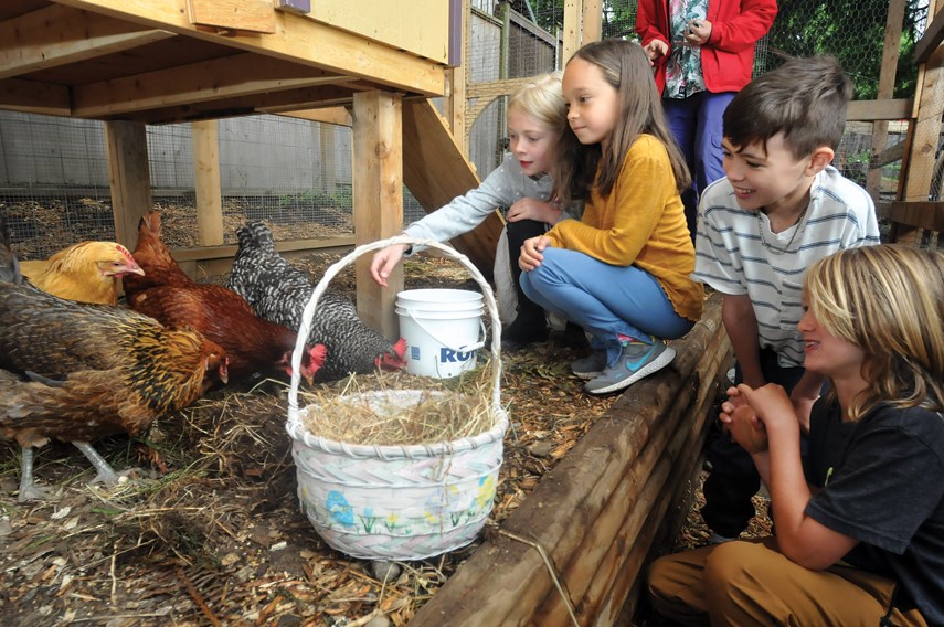 Grade 3 students at Vancouver Waldorf School's elementary campus in North Vancouver tend to the chickens which arrived on school grounds on June 3, 2021.