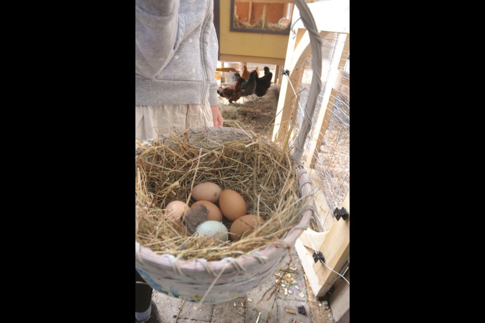 The chickens are laying eggs and students are harvesting them. 