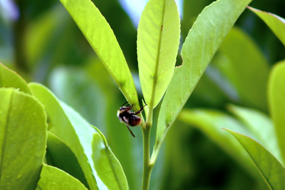 A bumblebee feasts on nectar from English laurel extrafloral nectaries.