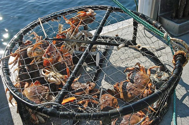 crab traps