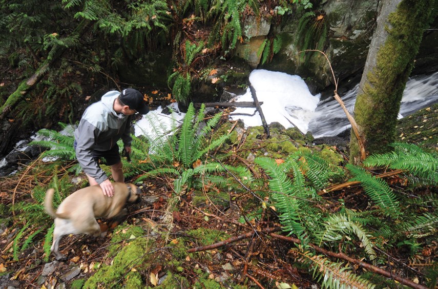 Creek Pollution web