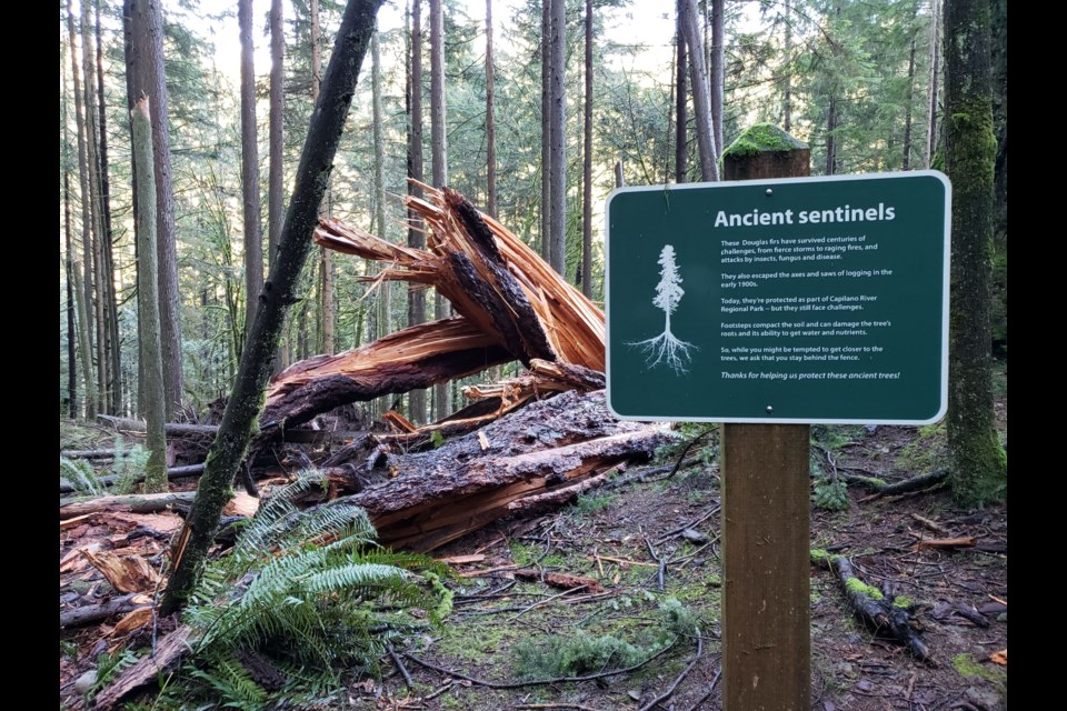 Capilano River Regional Park in North Vancouver has said goodbye to one of its last standing giant Douglas fir trees.  The tree fell due to laminated root rot on Dec. 8, 2020. 