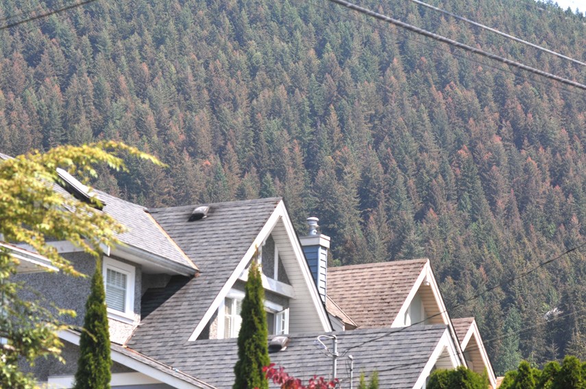 Coniferous trees across the North Shore are turning brown due to Looper moth infestations.