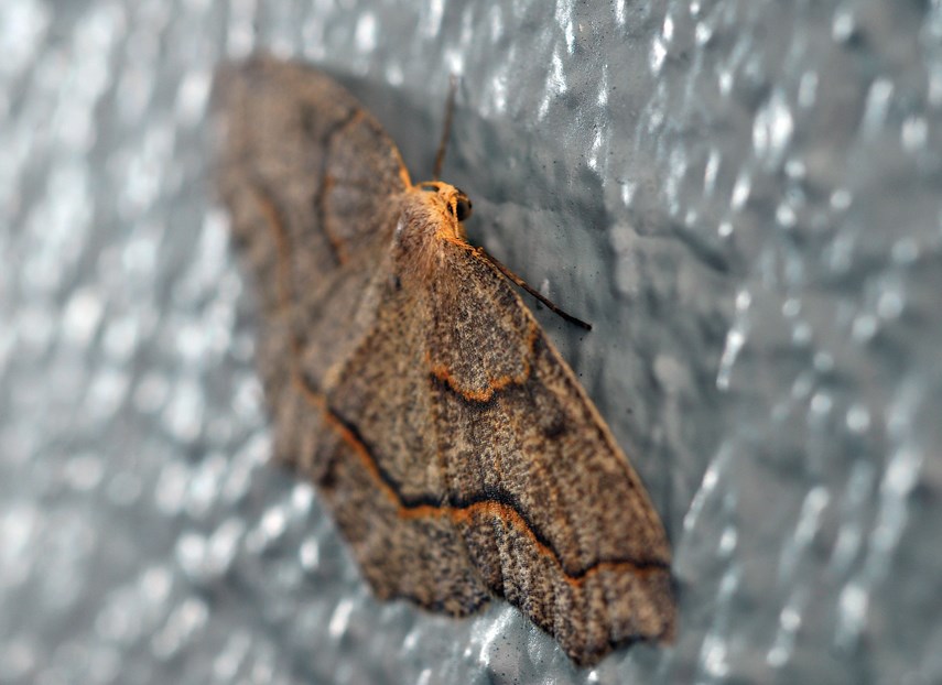 A western hemlock looper moth, seen in summer 2020 outbreak of the population.