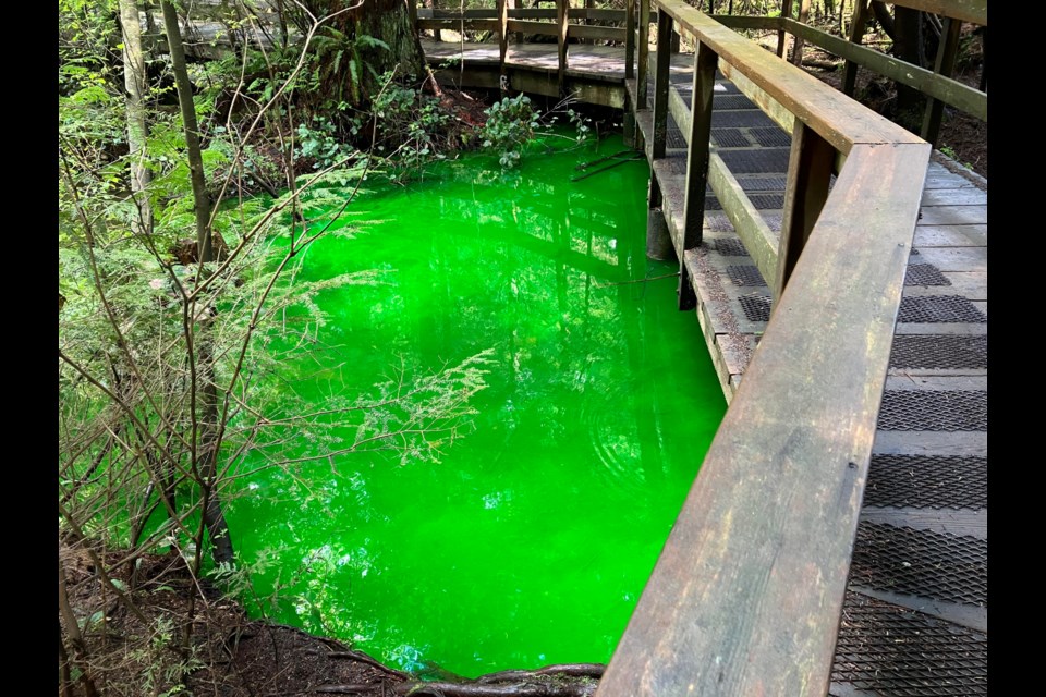 A nearby resident spotted the bright green pond north of Parkgate Park last Friday (May 13). DNV staff say it's tracer dye to detect that utilities weren't leaking.
