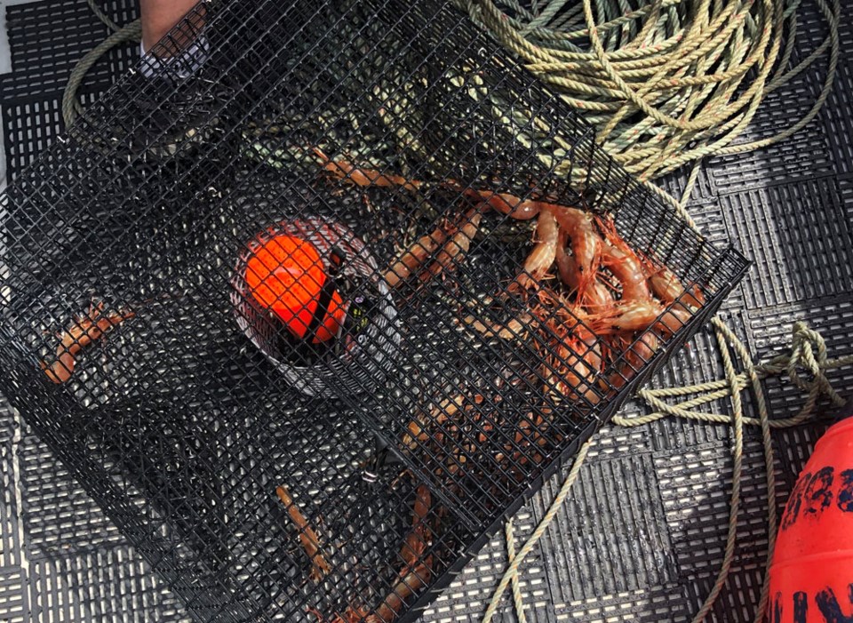 prawn-trap-quadra-island-bc-lwr WEB