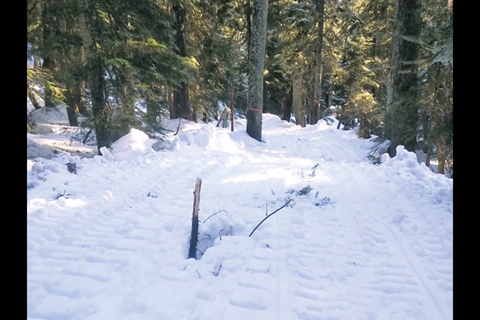 The use of heavy equipment to groom a rarely used trail on Mount Seymour in March 2022 has left damage to trees.