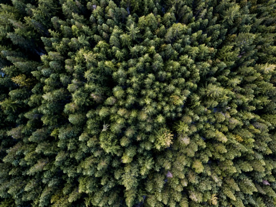 Squamish trees 