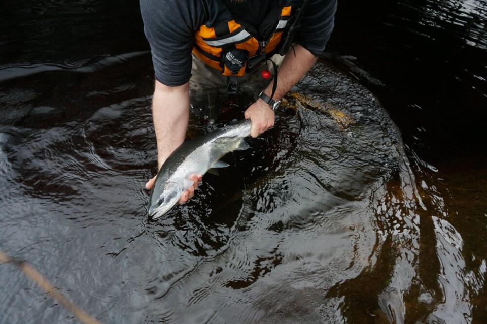 Steelhead trout