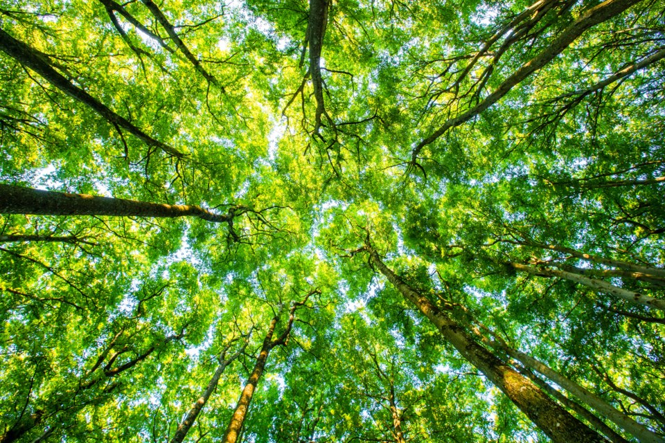 tree canopy