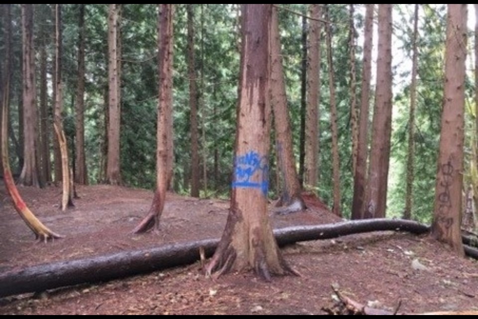 Up to 20 trees were vandalized with graffiti in the forest adjacent to Heywood Park in the City of North Vancouver.
