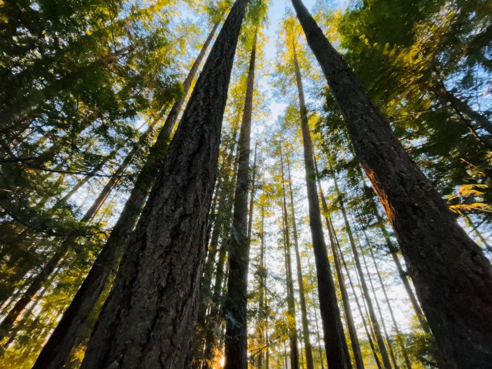 trees-stock-photo