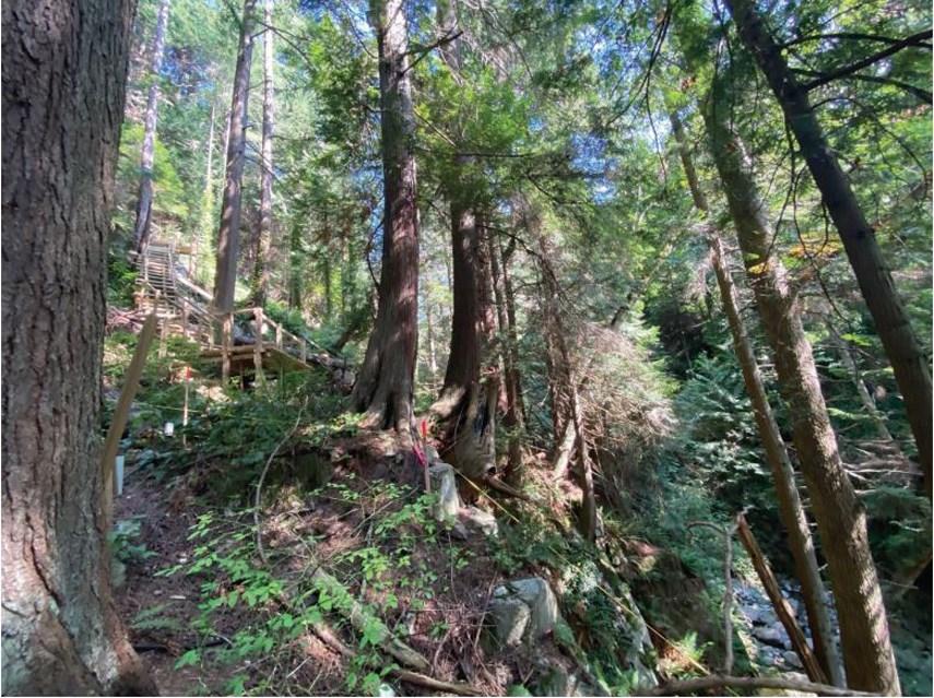 West Vancouver council has ordered the removal of this staircase built through the riparian area of Cypress Creek.