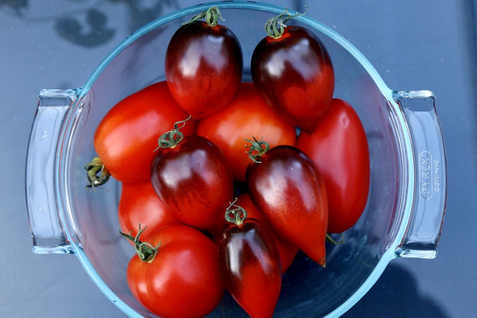 Midnight Roma and heritage plum tomatoes super-charged with antioxidant lycopene. | Laura Marie Neubert
