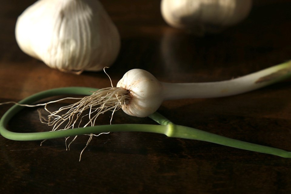Delicious and diminutive wild field garlic promises huge health benefits.