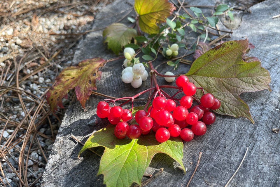 Translucent red ripe highbush cranberries alongside snowberries in our October garden. | Laura Marie Neubert