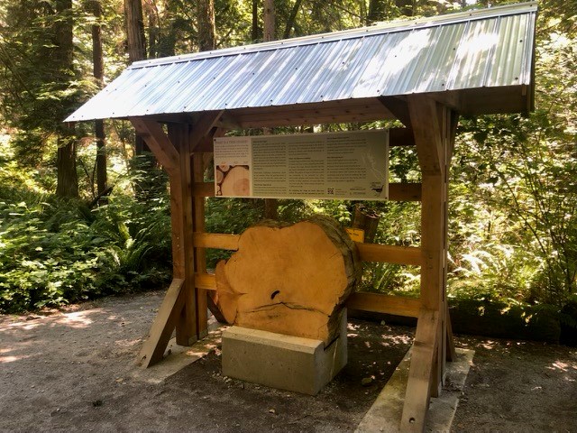 A new "tree cookie" has also been installed, replacing an old, weather damaged iteration. 
