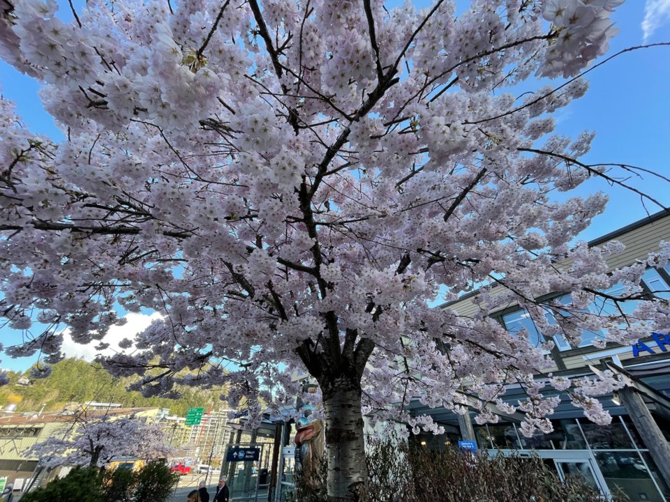 Cherry Blossoms / Jane Seyd