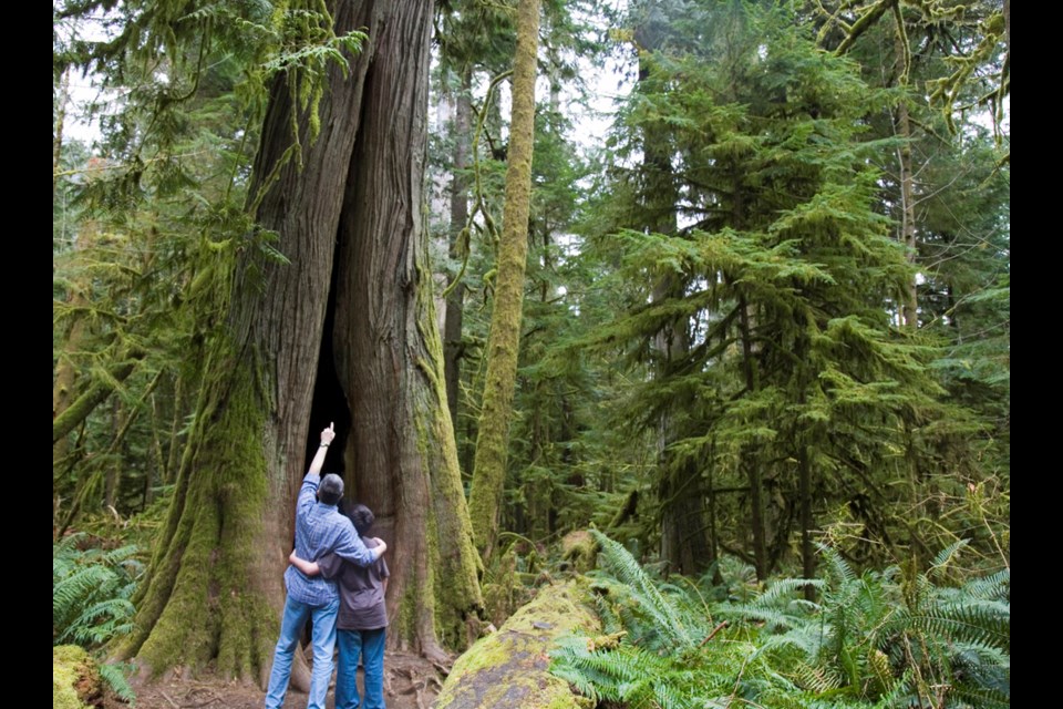 A couple admires a towering Douglas fir in Cathedral Grove on Vancouver Island. MacMillan Provincial Park is home to ancient Douglas fir trees, some more than 800 years old.