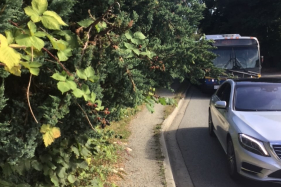 Trees and bushes encroach onto a walkway in West Vancouver.