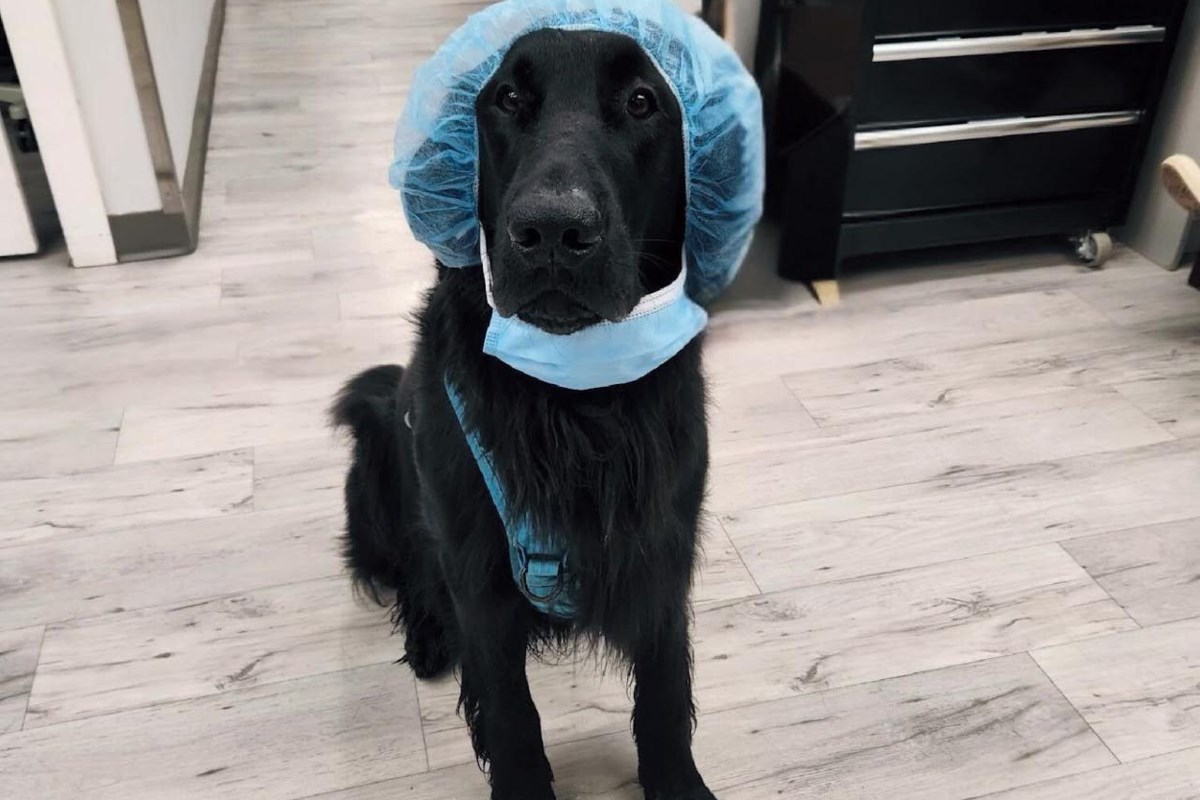 Supporting pet health with Westview Veterinary Services in North Vancouver