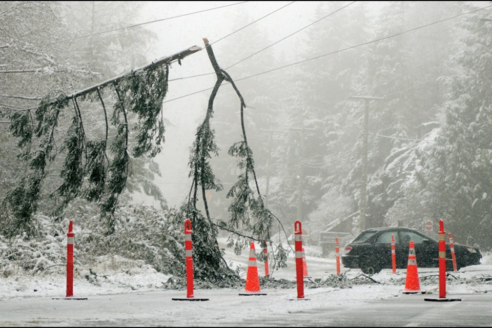 A snow-covered tree fell across Cypress Bowl Road around 6 a.m. Monday, Dec. 6, 2021. Traffic to Cypress ski hill was advised to use a detour through Chippendale Road.