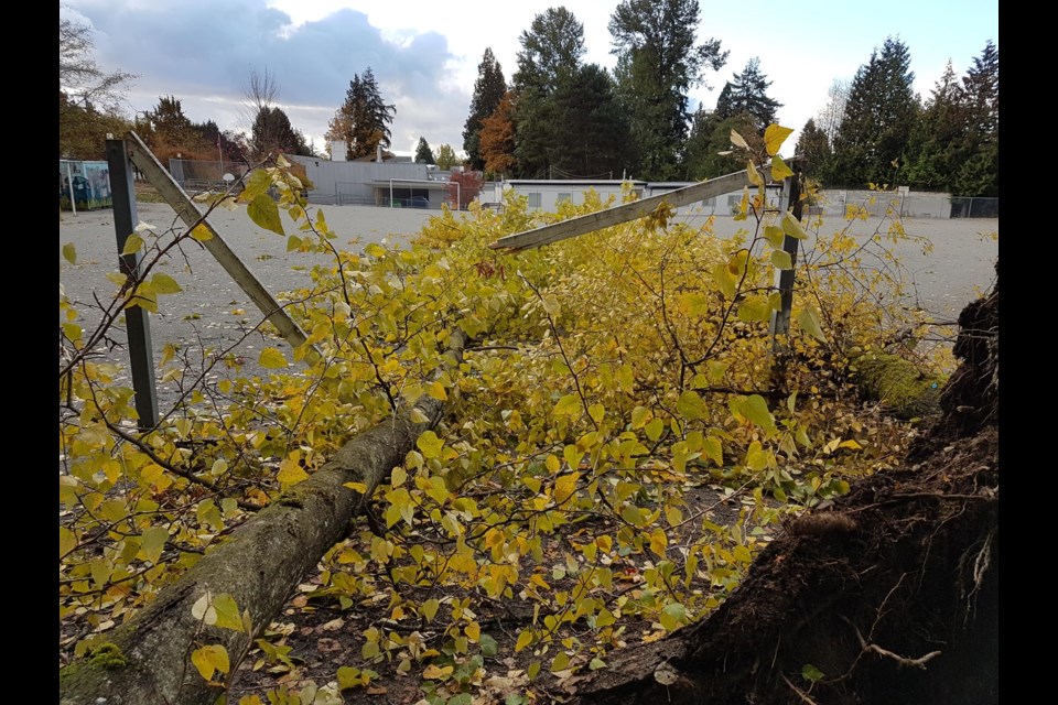 A downed poplar tree after smashing through a goalpost at Larson Elementary during Friday's windstorm.