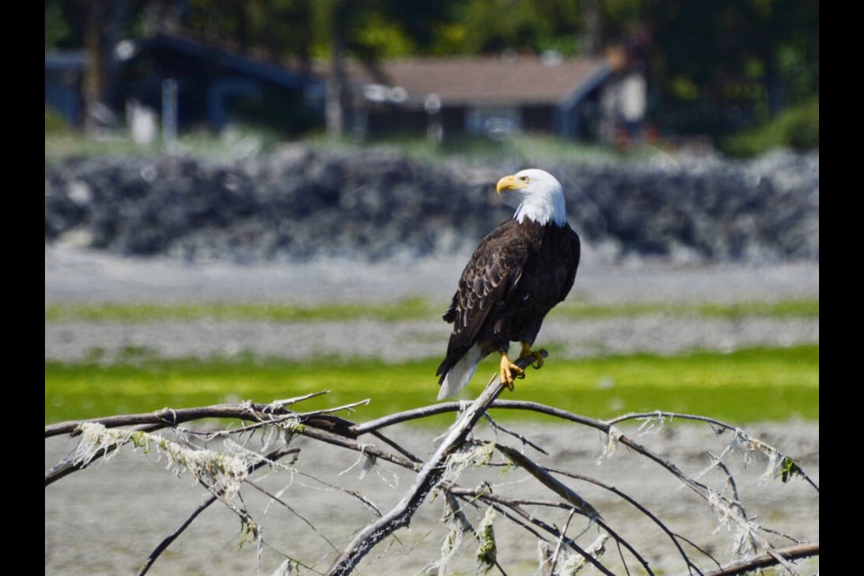 While Lower Mainland eagle populations have suffered this year, others have fared better – like on Vancouver Island where this eagle nests near Qualicum Beach.