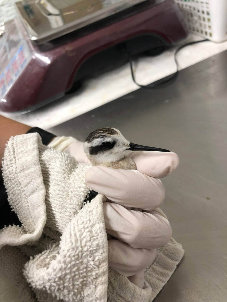 red-necked phalarope handled by Wildlife Rescue staff