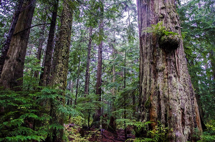 Part of the wildfire risk management involves removing second-growth trees. | District of West Vancouver 