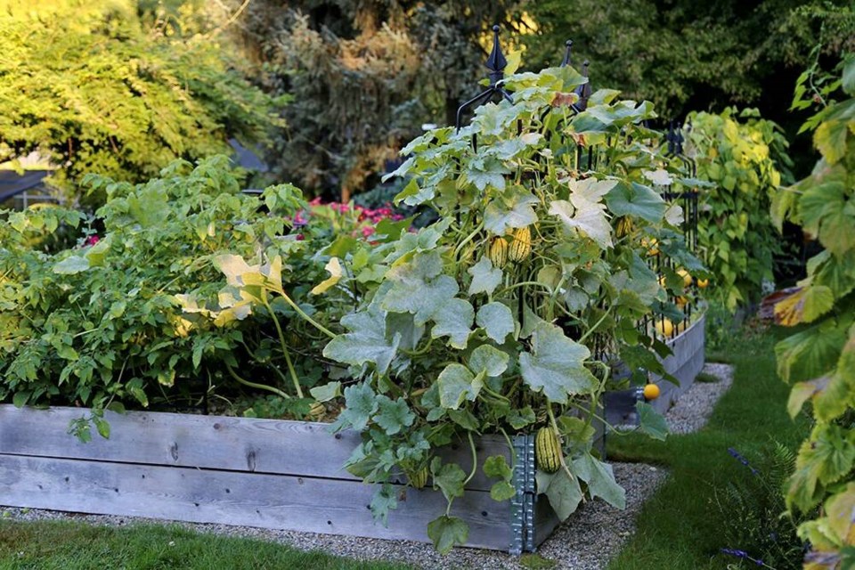 Delicata, Robins Koginut, Small Wonder Spaghetti squash trellised on iron obelisks. | Laura Marie Neubert 