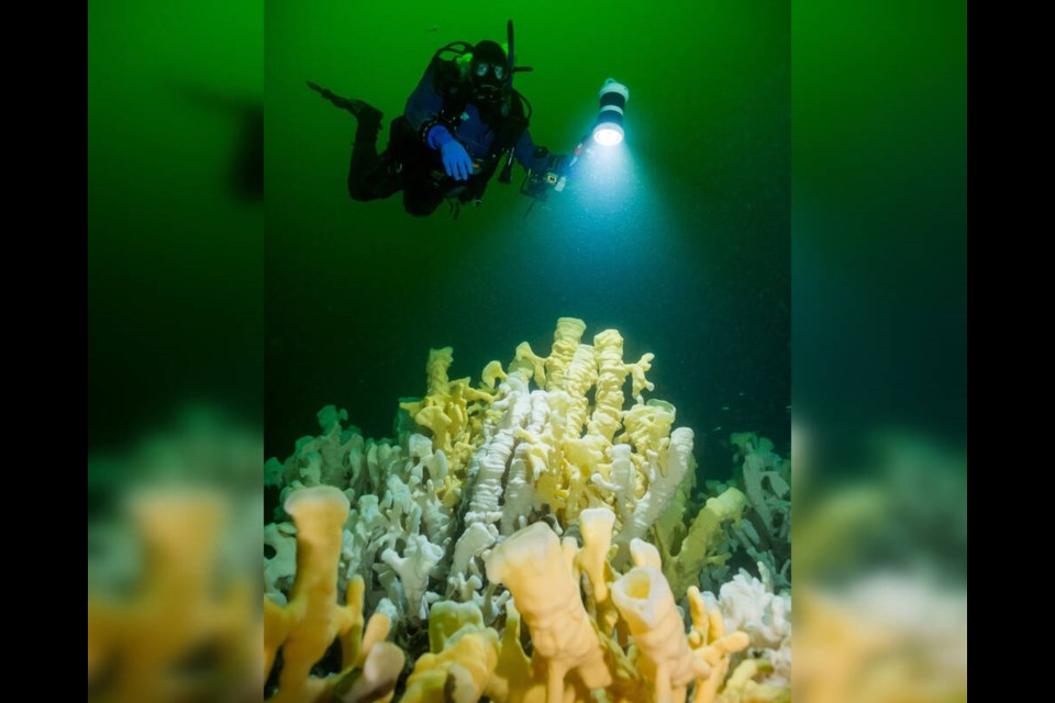 Diver Glen Dennison examines a glass sponge reef near Halkett Point on Gambier Island.| Marine Life Sanctuaries Society 